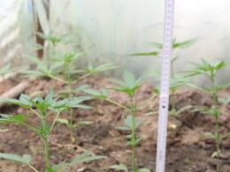 Ćwierć kilograma narkotyków w piwnicy, uprawa konopi w ogródku