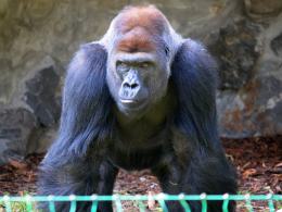 Goryle w opolskim zoo można oglądać już na wybiegu