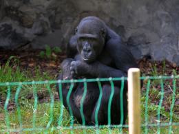 Goryle w opolskim zoo można oglądać już na wybiegu