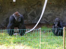 Goryle w opolskim zoo można oglądać już na wybiegu