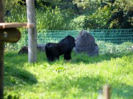 Goryle w opolskim zoo można oglądać już na wybiegu