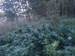 Zlikwidowana plantacja i 7 zarzutów