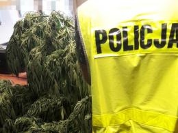 Zlikwidowana plantacja i 7 zarzutów