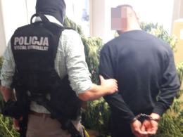 Zlikwidowana plantacja i 7 zarzutów