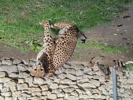 4 małe gepardy wyszły na wybieg w opolskim zoo