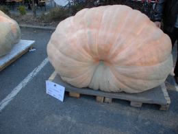 Najcięższa dynia na Bania Fest w Krapkowicach ważyła 746,5 kg