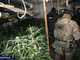CBŚP zlikwidowało trzy duże plantacje konopi 