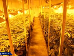 CBŚP zlikwidowało trzy duże plantacje konopi 