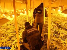 CBŚP zlikwidowało trzy duże plantacje konopi 