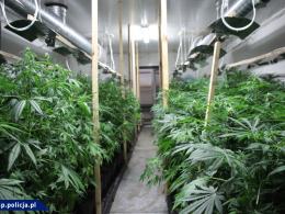 CBŚP zlikwidowało trzy duże plantacje konopi 