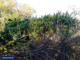 CBŚP zlikwidowało trzy duże plantacje konopi 