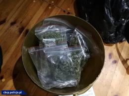 CBŚP zlikwidowało trzy duże plantacje konopi 
