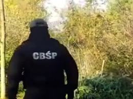 CBŚP zlikwidowało trzy duże plantacje konopi 