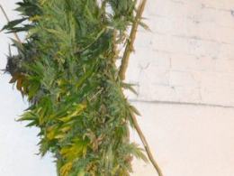 W Byczynie policja zlikwidowała imponującą plantację konopi