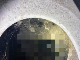 Kobieta utopiła 5 psów w szambie. Tłumaczyła, że topiła "tylko suki"