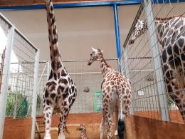 Mała żyrafa, która urodziła się w ZOO jest w świetnej kondycji