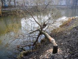 Kolejne drzewa ścięte nad Młynówką. Bobry zadomowiły się na stałe?