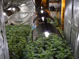 Policja zlikwidowała plantacje marihuany pod Prudnikiem