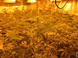 Policja zlikwidowała plantacje marihuany pod Prudnikiem