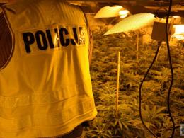 Policja zlikwidowała plantacje marihuany pod Prudnikiem