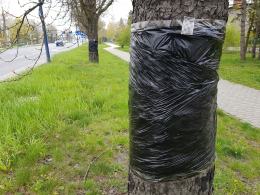 Miasto jak co roku wypowiada wojnę szkodnikom na kasztanowcach. Jak?