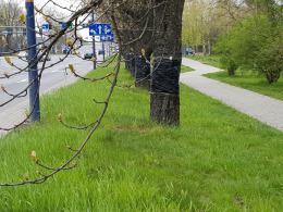 Miasto jak co roku wypowiada wojnę szkodnikom na kasztanowcach. Jak?