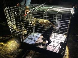 Inspektorzy TOZ odebrali z "hodowli" 10 psów. Żyły w makabrycznych warunkach