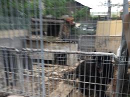 Inspektorzy TOZ odebrali z "hodowli" 10 psów. Żyły w makabrycznych warunkach