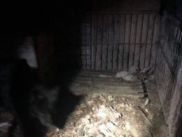 Inspektorzy TOZ odebrali z "hodowli" 10 psów. Żyły w makabrycznych warunkach