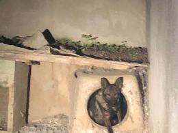 Inspektorzy TOZ odebrali z "hodowli" 10 psów. Żyły w makabrycznych warunkach