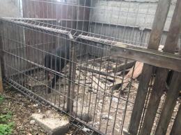 Inspektorzy TOZ odebrali z "hodowli" 10 psów. Żyły w makabrycznych warunkach