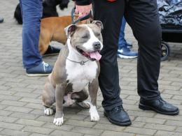 W Centrum Wystawienniczo-Kongresowym trwa Wystawa Psów Rasowych