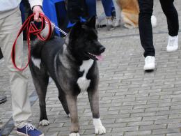 W Centrum Wystawienniczo-Kongresowym trwa Wystawa Psów Rasowych