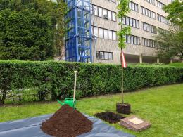 Lipa pod Urzędem Wojewódzkim. Wojewoda po raz 4. wkopał symboliczne drzewko