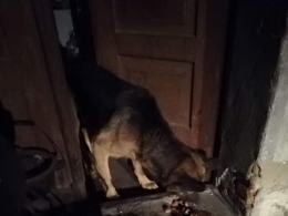 Horror w powiecie prudnickim. Zwierzęta z głodu zjadały siebie nawzajem