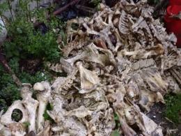 Horror w powiecie prudnickim. Zwierzęta z głodu zjadały siebie nawzajem