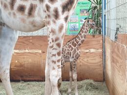 W opolskim zoo przyszła na świat kolejna żyrafa