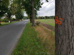 Budowa ścieżki rowerowej Opole-Turawa pochłonie miliony złotych i setki drzew