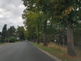 Budowa ścieżki rowerowej Opole-Turawa pochłonie miliony złotych i setki drzew