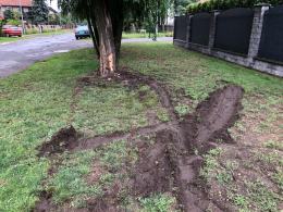 Renault Scenic wjechał w drzewo na ulicy Wilsona. Kierujący nietrzeźwy