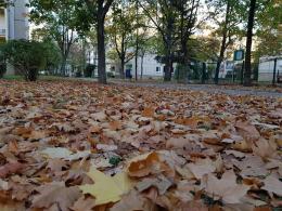 Jesienne liście - grabić czy nie grabić?