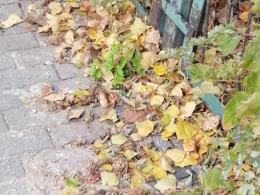 Zalegające na chodniku odchody obrzydzają mieszkańców ul. Bonczyka