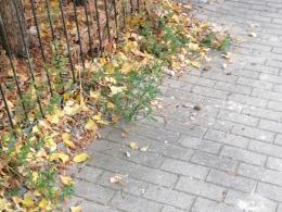 Zalegające na chodniku odchody obrzydzają mieszkańców ul. Bonczyka