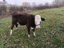 Cielak uciekł z gospodarstwa i wszedł do rzeki