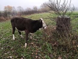 Cielak uciekł z gospodarstwa i wszedł do rzeki