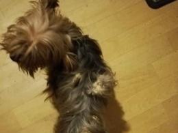 8 psów w typie york i shih tzu odebranych w karygodnym stanie