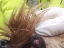 8 psów w typie york i shih tzu odebranych w karygodnym stanie