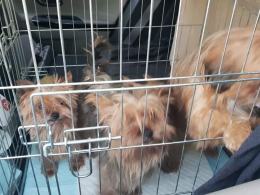 8 psów w typie york i shih tzu odebranych w karygodnym stanie