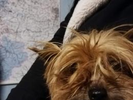 8 psów w typie york i shih tzu odebranych w karygodnym stanie