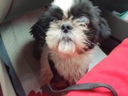 8 psów w typie york i shih tzu odebranych w karygodnym stanie